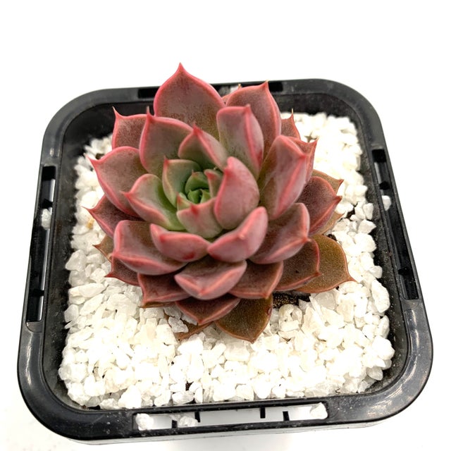Quality succulents, cacti and houseplants for sale - Adelaide, SA ...